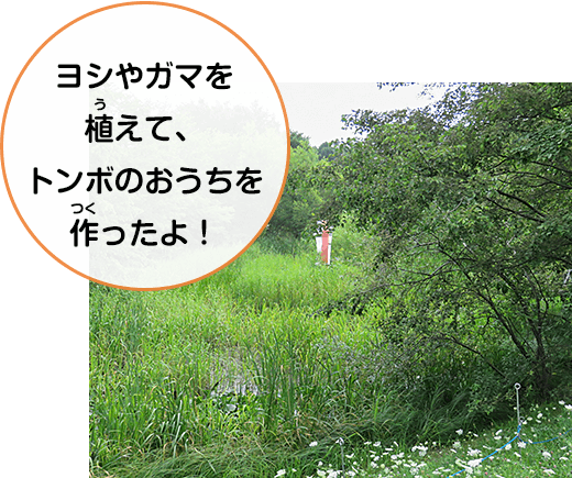 ヨシやガマを植えて、トンボのおうちを作ったよ！