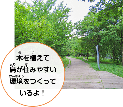 木を植えて鳥が住みやすい環境をつくっているよ！