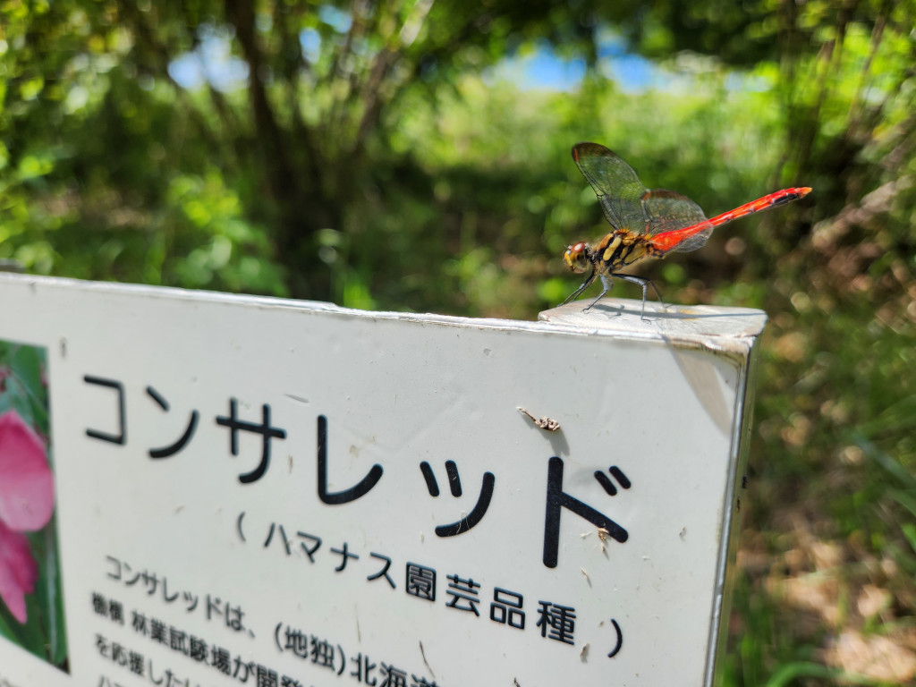 ヒメリスアカネ